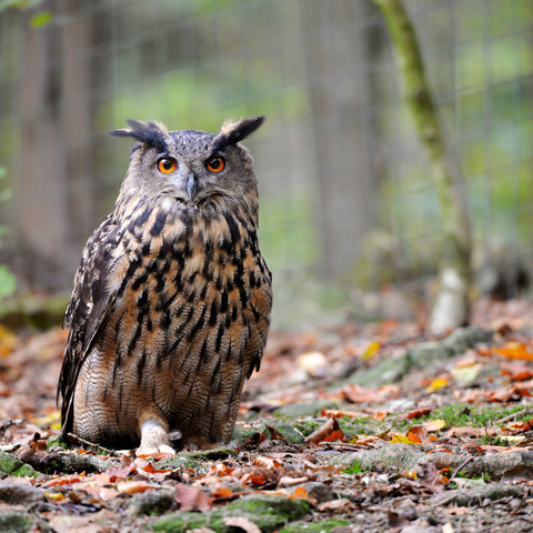 Uhu -Tiere der Nacht - Entdeckungstour f. Familien Wanninchen Uhu -Tiere der Nacht - Entdeckungstour f. Familien Wanninchen