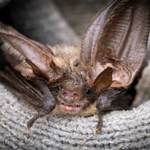 293A3392-Enhanced-NR - Fledermaus - Tiere der Nacht - Entdeckungstour f. Familien Wanninchen.jpg Tiere der Nacht - Entdeckungstour f. Familien Wanninchen
