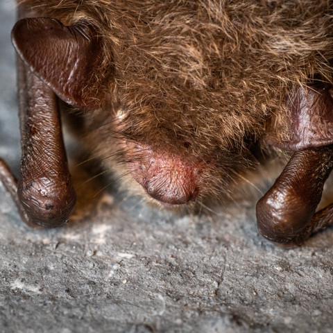 293A3652 - Fledermaus-Entdeckungstour für Familien.jpg Familienangebote