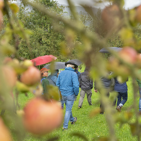 Billafingen Streuobsttagung 19Obstbaum richtig bescheneiden.jpg Obstbaum richtig bescheneiden
