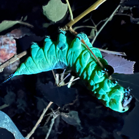 Fluoreszierende Raupe_(c) Hannes Petrischak.jpg Raupe; Schmetterlingsraupe