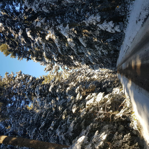 Mitten im Winterwald