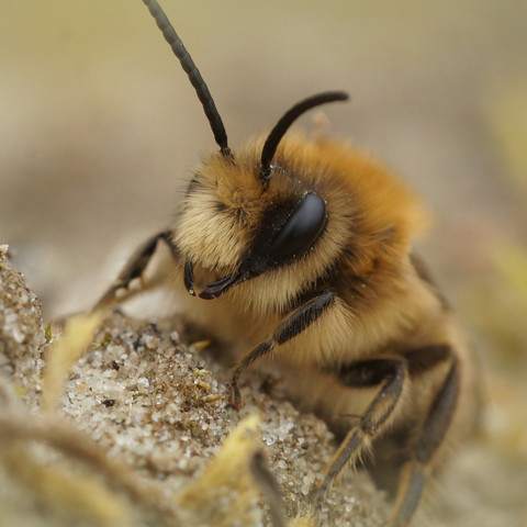 AdobeStock_413375035(1).jpeg Wildbienenbestimmungskurs