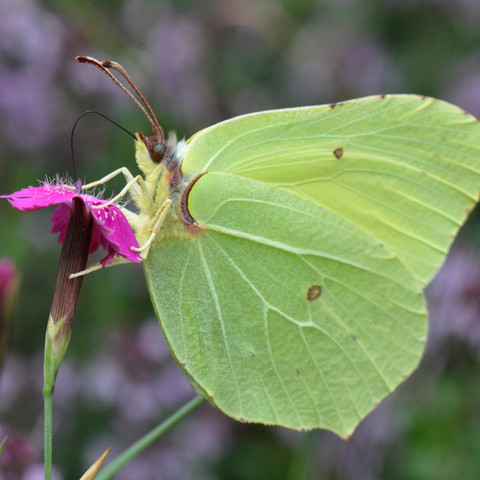 Gonepteryx rhamni Männchen.jpg Schmetterlingsveranstaltung Wanninchen