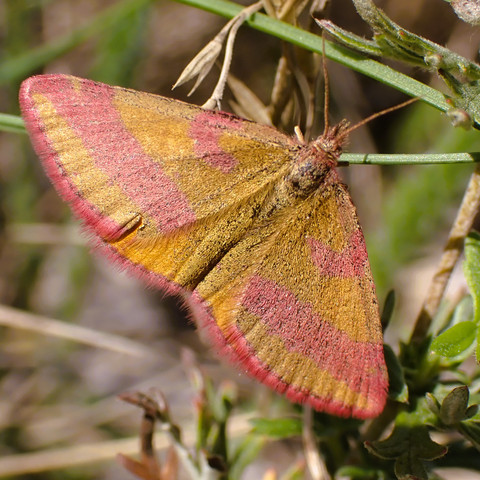 Lythria cruentaria (2).JPG Naturführung Schmetterlinge entdecken Luckau