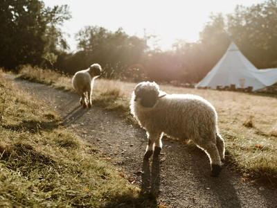 Harzverbunden Waldquartier - Bad Grund - Lämmer