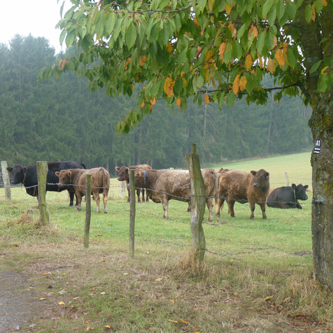Kuhweide am Dörferweg
