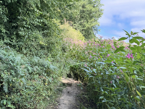 Genusstour Eifgenbachtal Wanderweg im Eifgenbachtal. Ein Pfad durch grüne Vegetation mit rosa Blüten unter blauem Himmel.