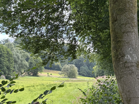 Genusstour Eifgenbachtal Grüne Wiesen und bewaldete Hänge im Eifgenbachtal unter hellem Himmel.