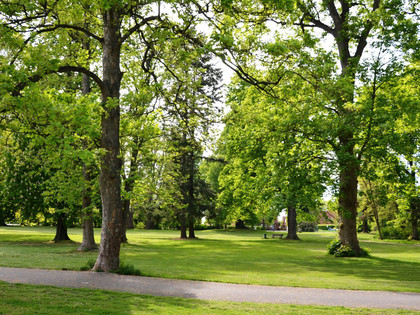 Flachstöckheim_Gutspark_16zu9_HD.JPG Weitläufige Parkwiese mit alten Laubbäumen, Sonnenlicht zwischen dem Blattwerk und ruhigen Spazierwegen.
