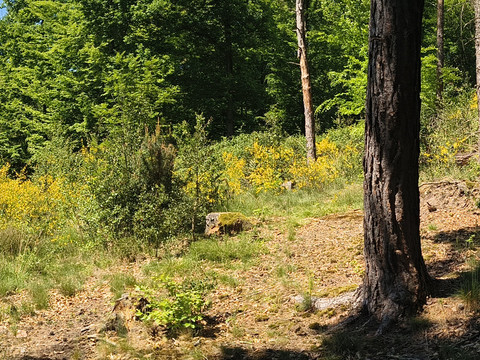 Morning Soul Walk Sonniger Waldpfad mit üppigem Grün und blühendem Ginster im Bergischen Land.