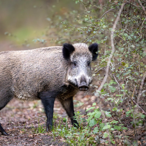 Wildschwein_Heidesafari_DH.jpg