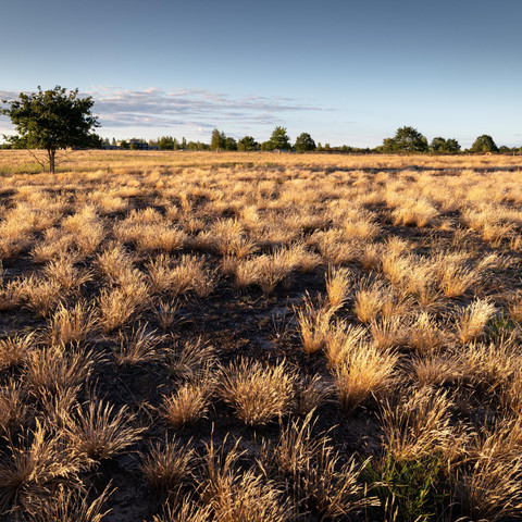 Silbergrasfluren_DöberitzerHeide_220901-643.jpg