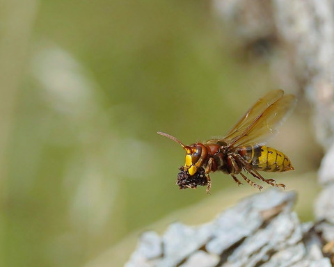 50493719826_6feaa37669_b.jpg Eine Hornisse im Flug, sie trägt etwas in ihren Kieferzangen