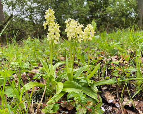 51188754254_9505221750_b.jpg Orchideen mit blass-gelben Blütenstauden am Wegrand