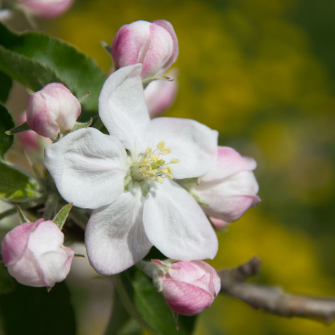 Blüte 2018 Frühling Meckenheimer Blütentour