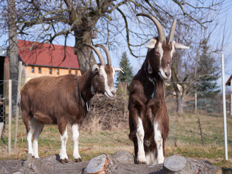 unsere beiden Maskottchen Thüringer Waldziegen
