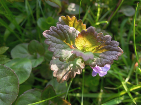 Kräuterwanderung Nahaufnahme einer krautigen Pflanze mit grün-violetten Blättern und kleiner violetter Blüte.