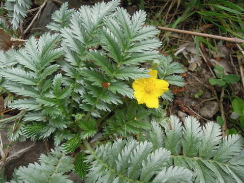 Kräuterwanderung Gelbe Wildblume mit markanten, silbrigen Blättern im Eifgental, Burscheid.
