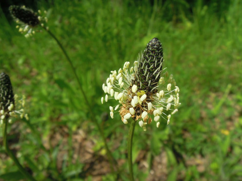 Kräuterwanderung Eine blühende Kräuterpflanze mit dunklem Blütenkopf und hellen, hervorstehenden Staubblättern.