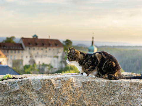 mit Blick auf die Burg Hohnstein