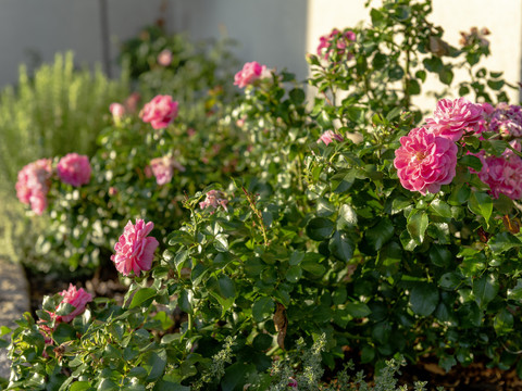 Impressionen vom Garten
