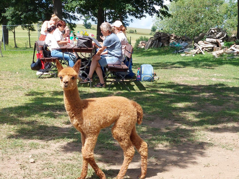 Picknick auf der Weide