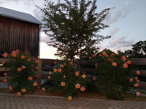 Rosen in der Dämmerung