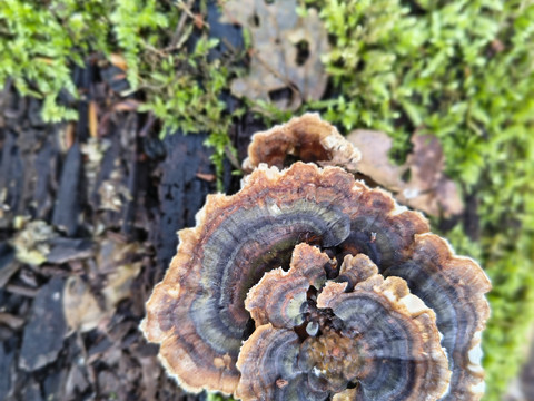 Morning Soul Walk Naturnahe Aufnahme von Baumpilzen mit feinen Farbschattierungen auf moosigem Holz.