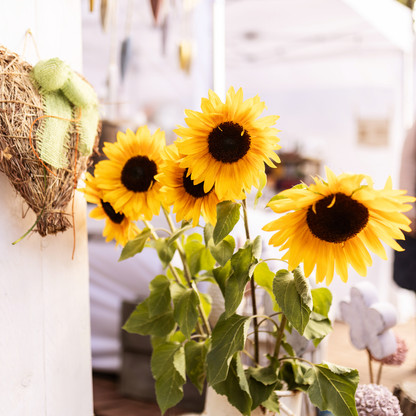 Sonnenblumen beim Landmarkt in Malente