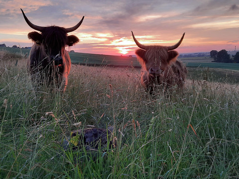 Unsere tierischen Mitbewohner