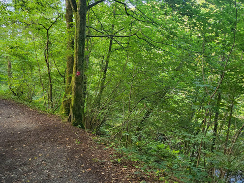 Bierweg