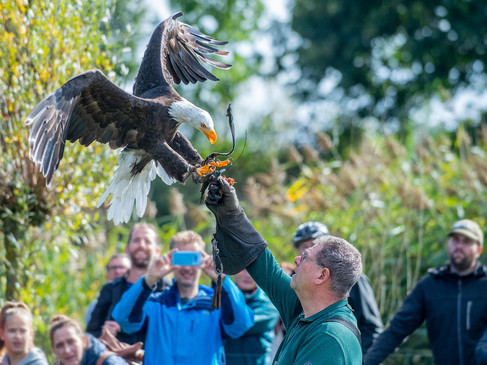 Archiv Falknershow 2 © Franz Frieling.jpg