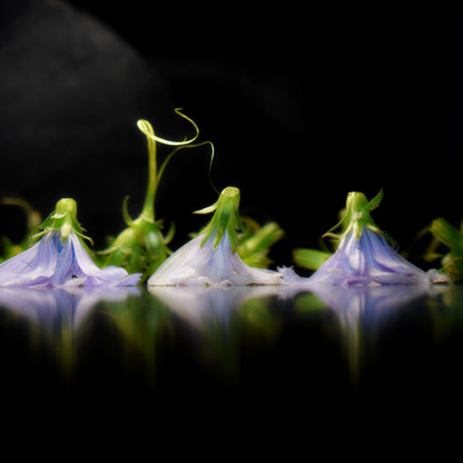 Die Melodie einer unsichtbaren Geige.jpg