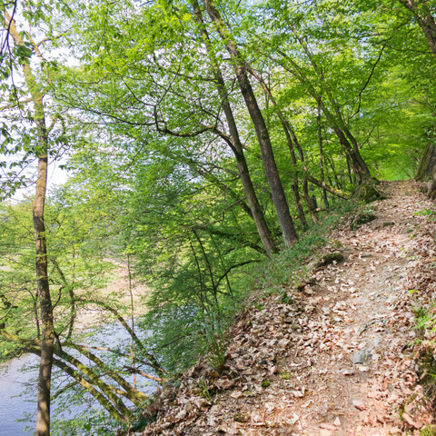 Natursteig Sieg Etappe 11 (an der Sieg entlang)