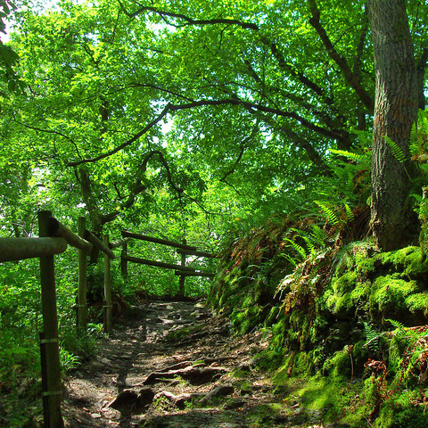 Wanderweg Stachelhardt