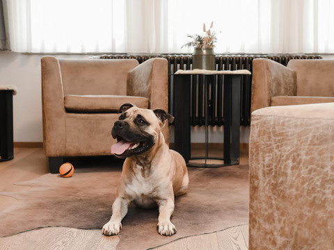 14.ZimmerMitHund_Altstadthotel_16.07.2025_02