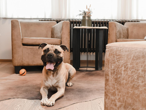 14.ZimmerMitHund_Altstadthotel_16.07.2025_04