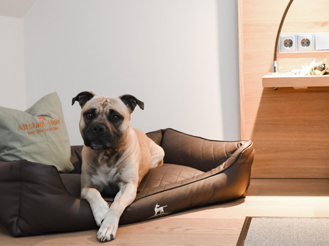 14.ZimmerMitHund_Altstadthotel_16.07.2025_23