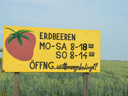 Erdbeerfeld_Strube_HD_16zu9.JPG Gelbes Hinweisschild am Rand eines Erdbeerfeldes mit aufgemalter Erdbeere und Öffnungszeiten.
