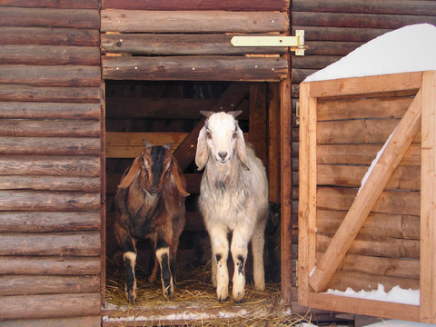 zwei_Babyziegen_bearbeitet