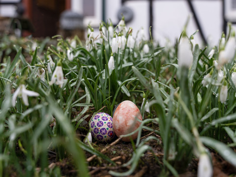 große Ostereiersuche im LVR-Freilichtmuseum Lindlar Zwei bunte Ostereier liegen im grünen Gras, umgeben von weißen Schneeglöckchen. Ein Hof ist angedeutet.
