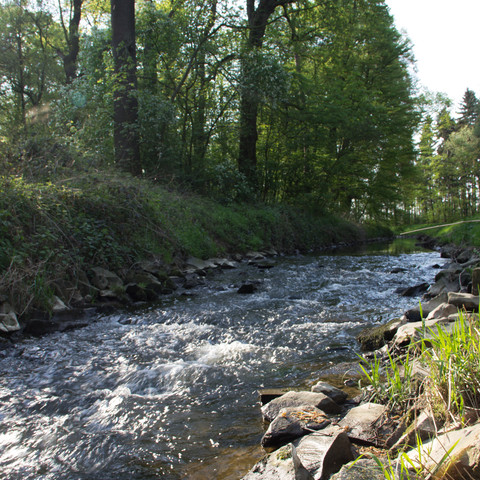Swistbach, Swisttal 2018 Frühling Swistal