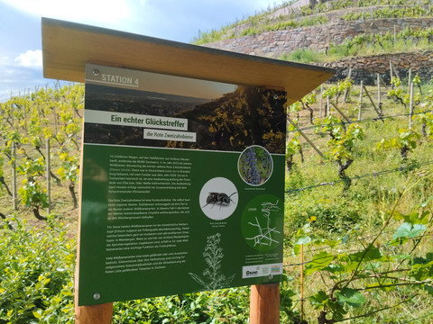 Wildbienen-Lehrpfad Station 4: Zweizahnbiene
