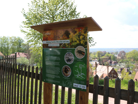 Wildbienen-Lehrpfad Station 3: Strukturvielfalt im Weinbau