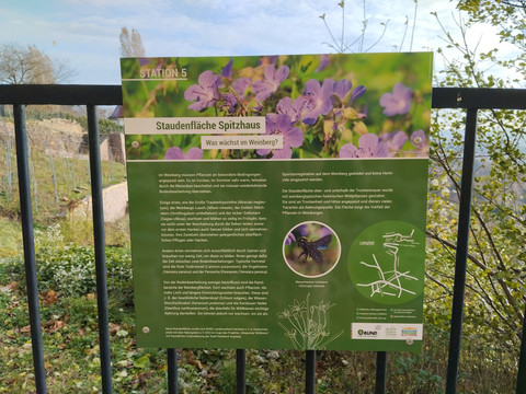 Wildbienen-Lehrpfad Station 5: Was wächst im Weinberg?