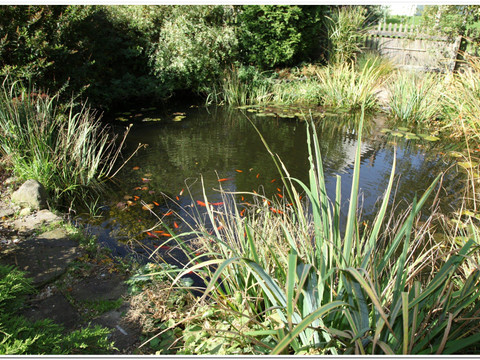 Gartenteich