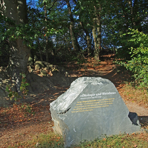 Wegstein-Ökologie-Weinbau