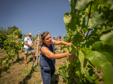 Führung im Weingut Mariaberg