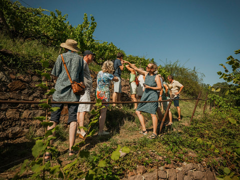 Führung durch die Weinberge Weingut Fehrmann